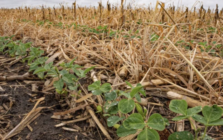 Regenerative Agriculture Carbon Credits: Inside Big Food’s Billion-Dollar Bet on Healthier Soil