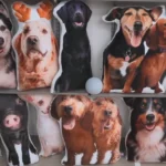 All About Vibe: How a Pillow Shaped Like a Dog Became a $60 Million Business